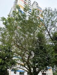 Blk 14 Teck Whye Heights II (Choa Chu Kang), HDB 5 Rooms #600278691